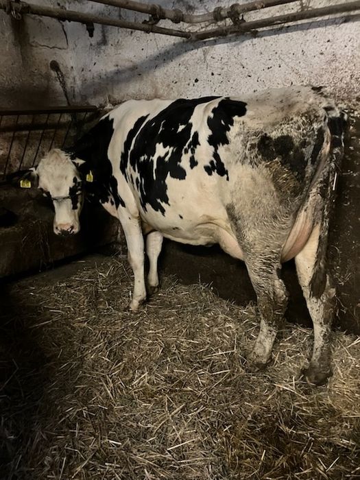 Sprzedam 2 Młode Krowy