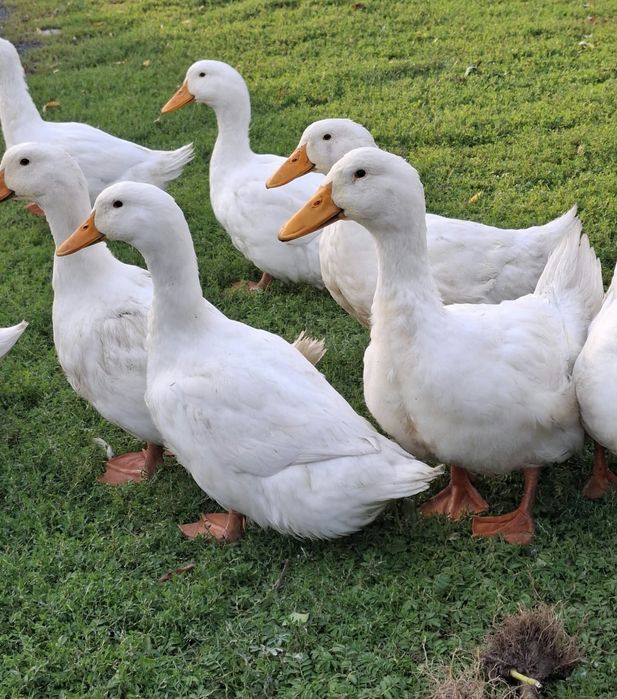 Kaczki Pekin gotowe tusze 3.3-3.5 kg