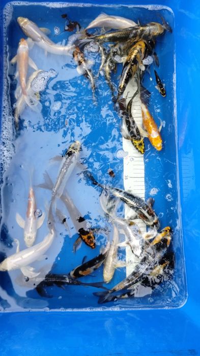 Karpie koi Butterfly Longfin 15-25 cm