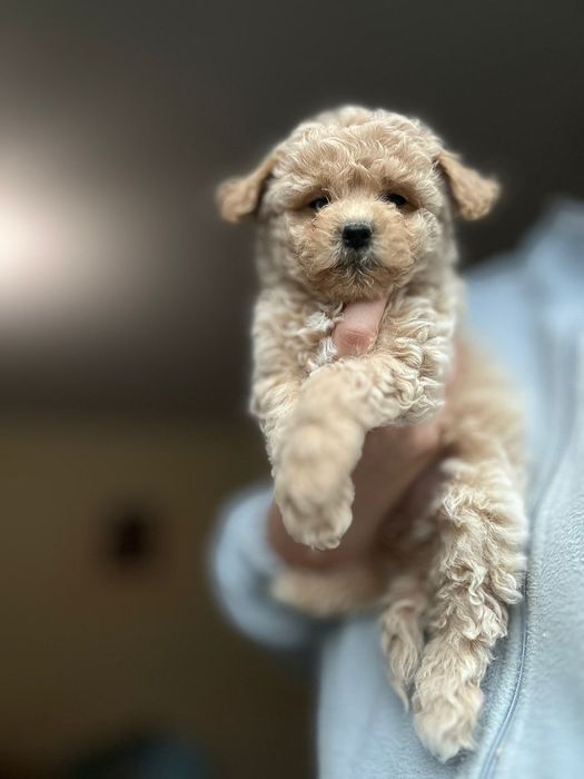 Мальтіпу цуценята  найкращі малючки мальтипу