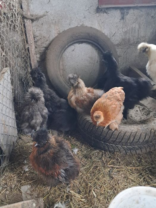 Китайські шовкові пухові курочки