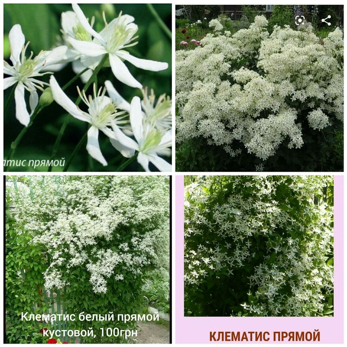 белая древовидная гортензия Анабель юкка глицыния бузина орехокрыльник