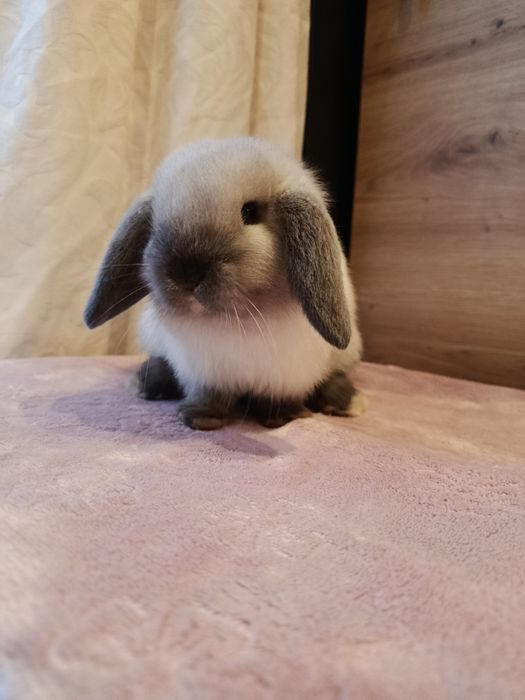 Mini lop samczyk królik króliczek baranek seal point