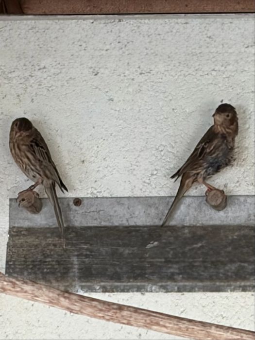 Canarios Carpodacos