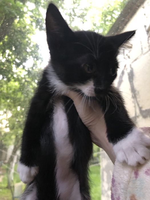 Віддаємо котенят в хороші руки