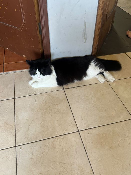 Dou gato traçado de persa