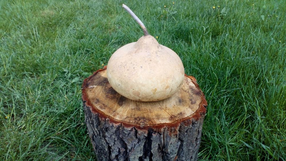 Tykwa Calabash odmiana Kettle Gourds, czajnik .