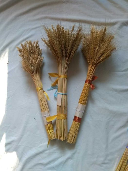 Колоски колосья пшениця. Букет колосьев. Разные