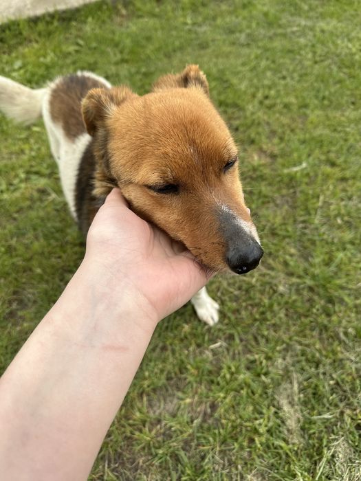 Віддам у добрі руки собаку