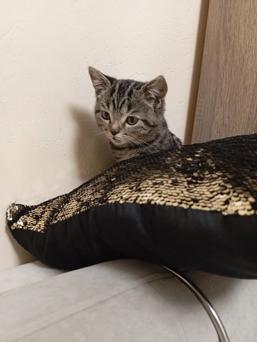 Шотландський хлопчик