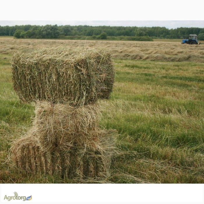 Сіно в тюках 120 грн.