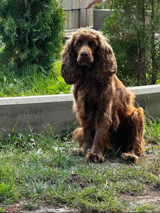 Англійський кокер спаніель