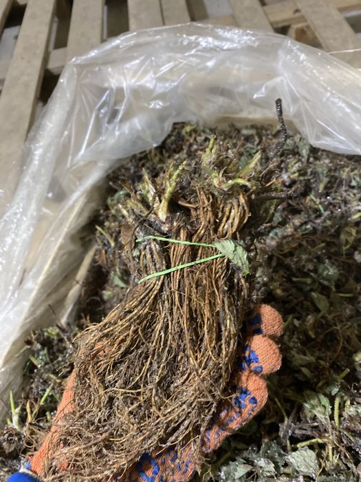 Саджанці полуниці фріго клубника фриго саженцы клубники розсада полуни