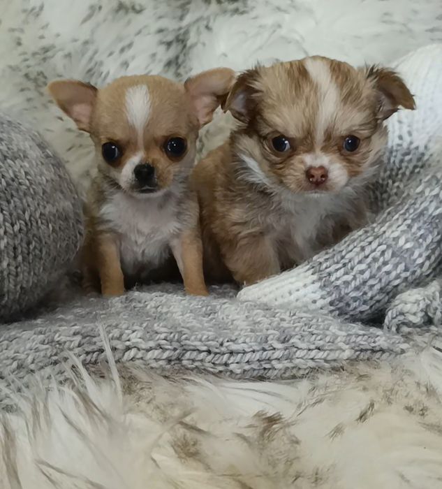 *** MINI Cudna Dziewczynka Chihuahua *** Gotowa Do Odbioru ***