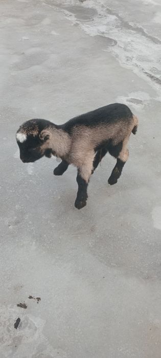 Віддам безкоштовно козенят