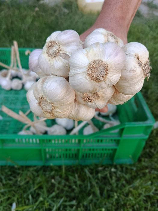 Cebula, czosnek pakiet warzyw na zimę