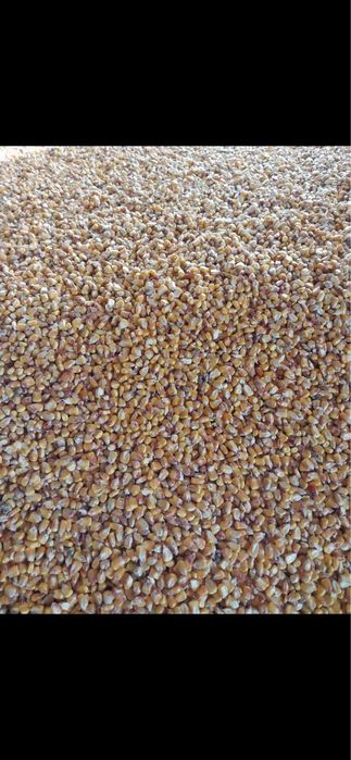 Продам кукурудзу!