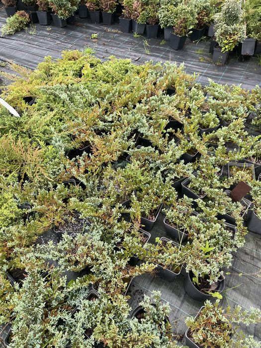 LIKWIDACJA SZKÓŁKI  WYPRZEDAŻ rośliny  na skarpy jałowce w atrakcyjnej cenie