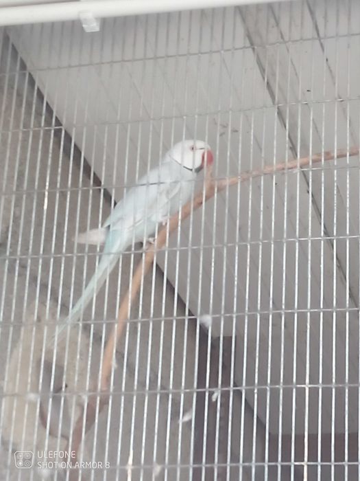 Casal de ring necks