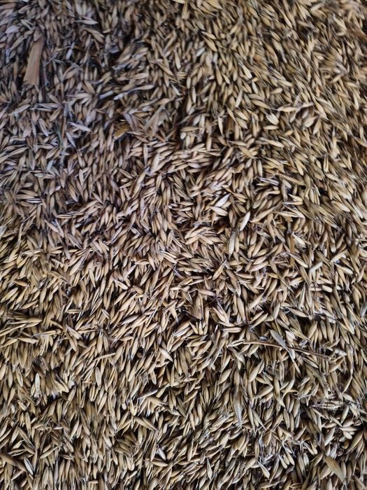 Owies workowany 40kg – do siewu lub na opał (zamiast pelletu)