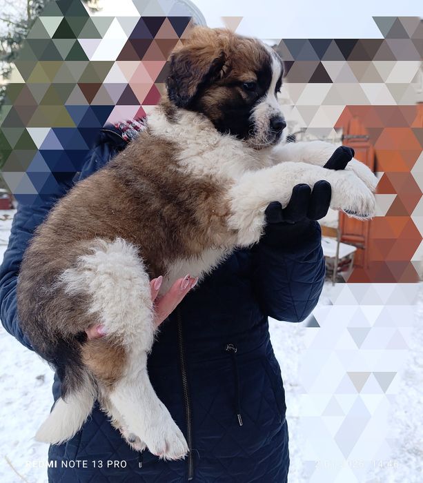 Szczenię suczka Bernardyn