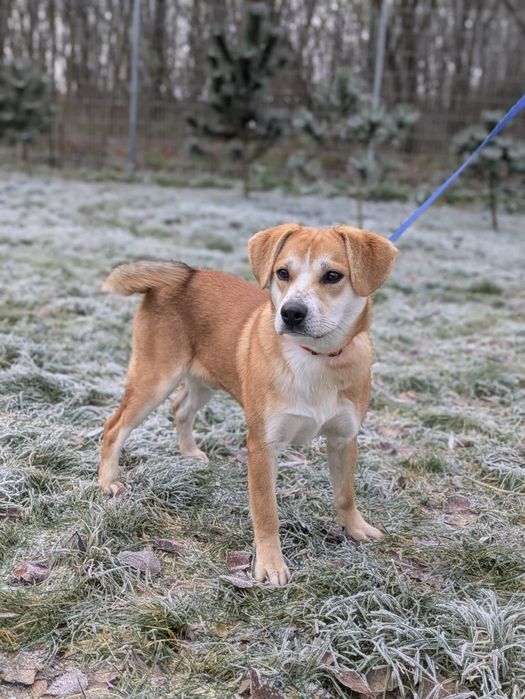 Kris, 10-miesięczny biszkopcik