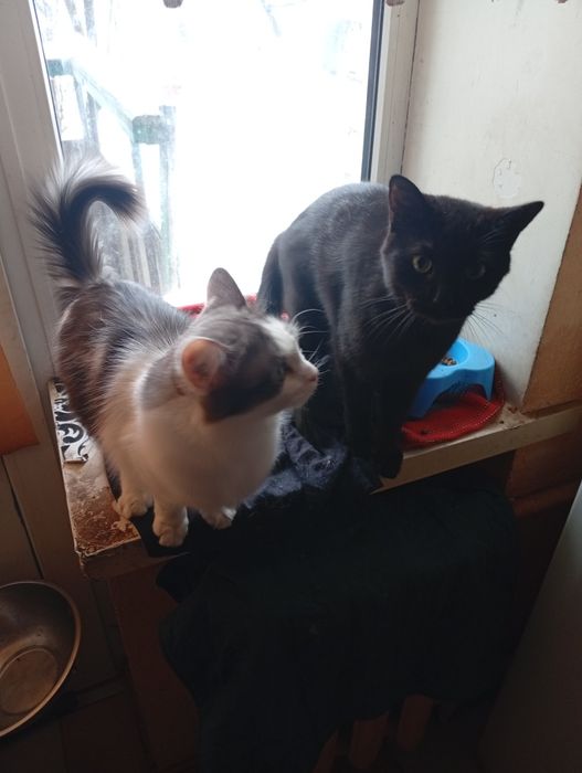 Віддам в добрі руки