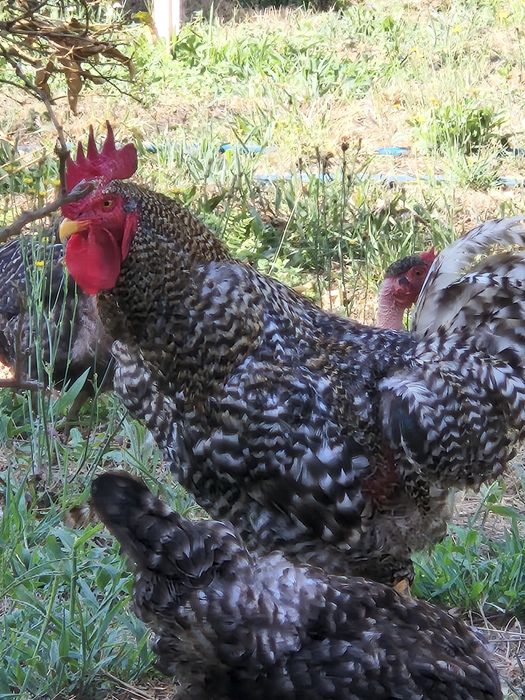 Frango do campo criado ao ar livre