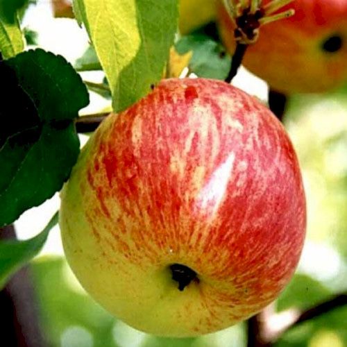 Продам саджанці яблунь