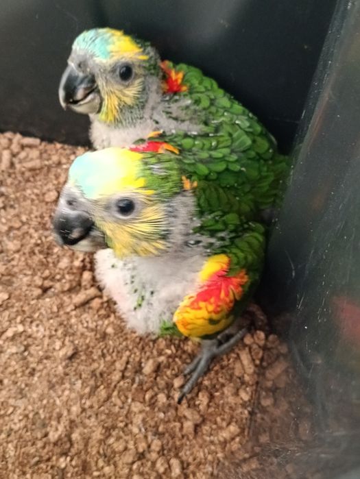 Amazona aestiva bebes