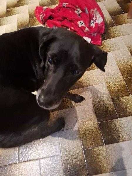 Adoto uma cadela de 5 anos, muito meiga, com as vacinas todas em dia porque vamos mudar de cidade