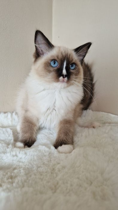Piękna koteczka ragdoll