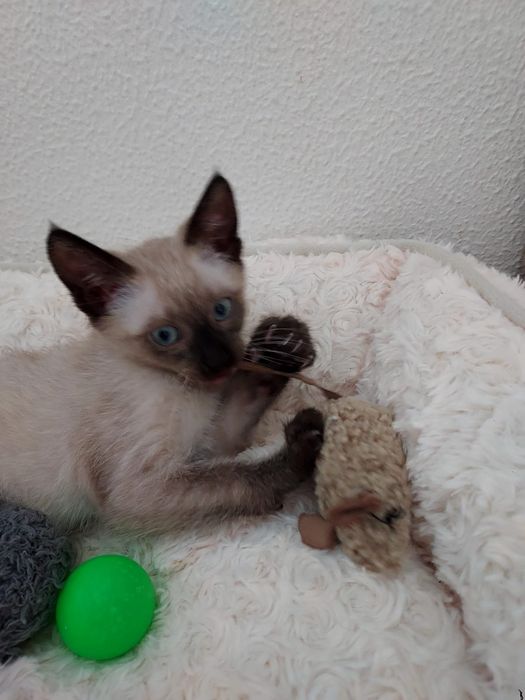 Gatinho bebé para adoção