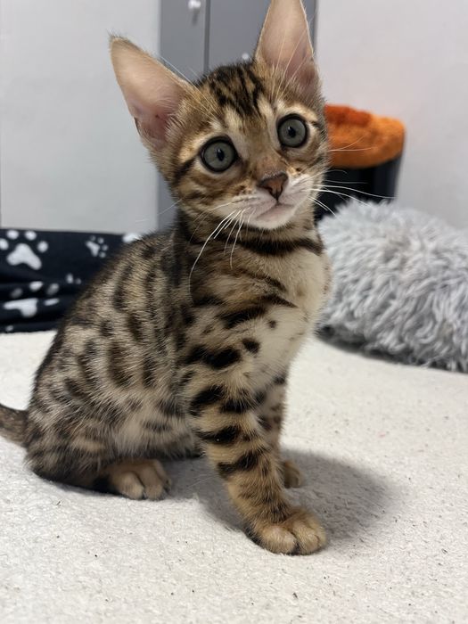 Бенгальські кошенята,