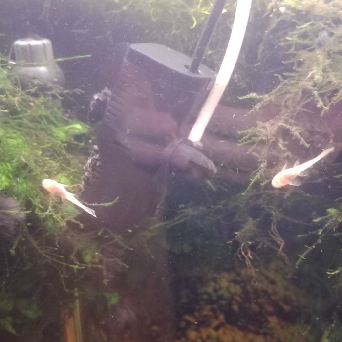 Sprzedam młode glonojady