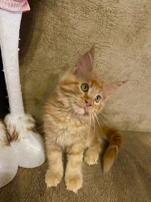 Кошечка породы Мейн-Кун