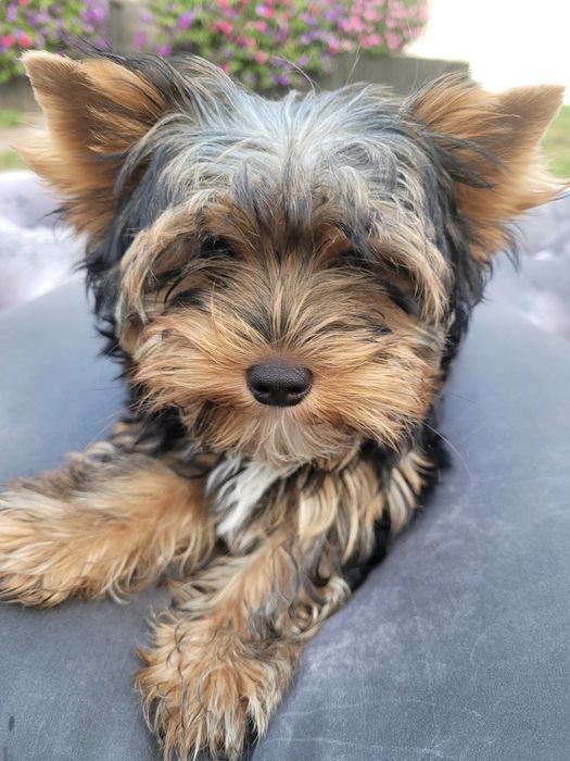 Yorkshire Terrier sunia