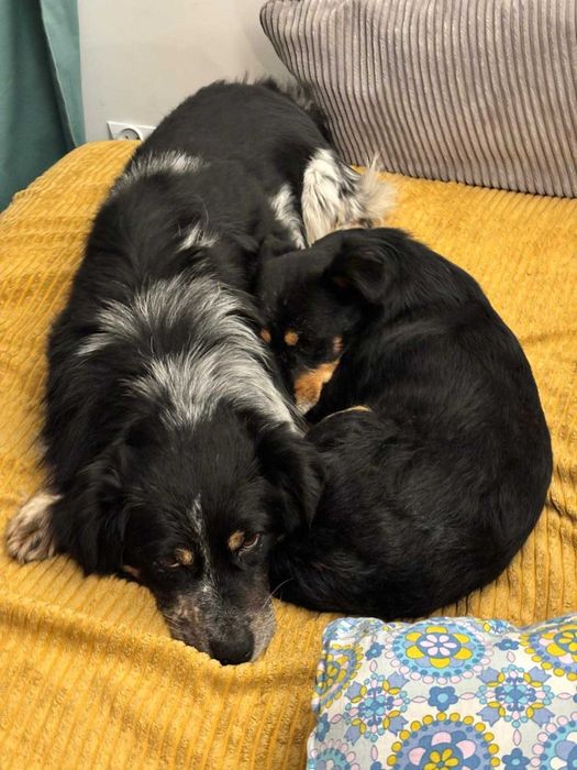 Szukamy nowego, wspólnego domu dla naszych dwóch psów