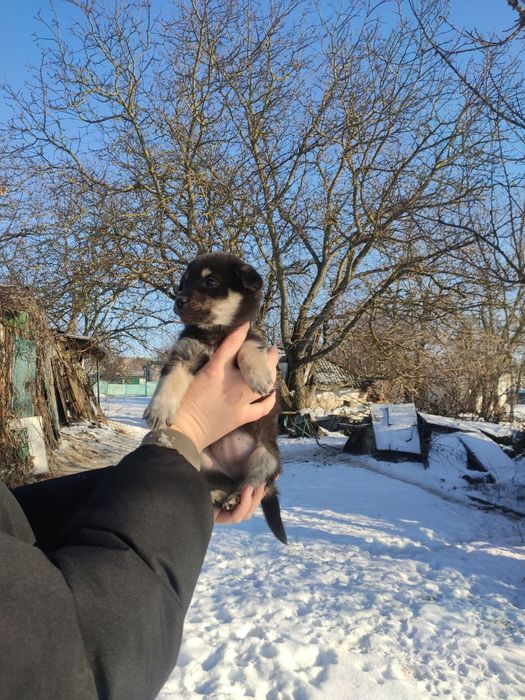 Шукає домівку собачка-дівчинка