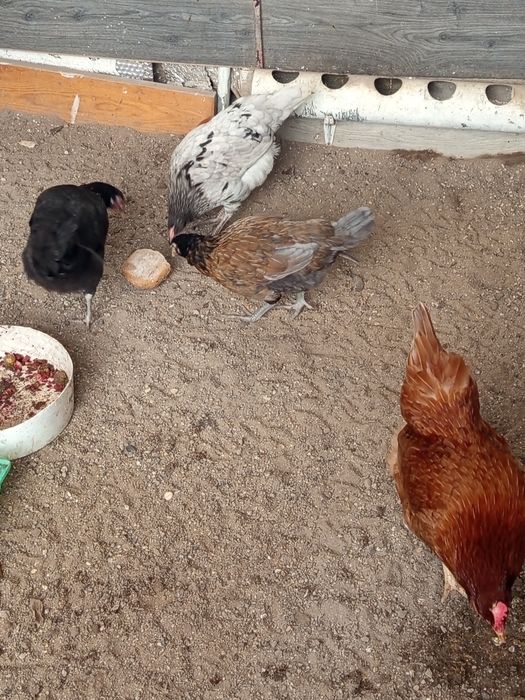 Animais saudáveis e  desparasitados