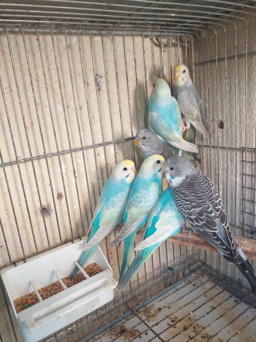 Piriquitos arco íris