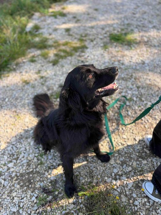 Mini czarny golden Davos do adopcji- pilnie