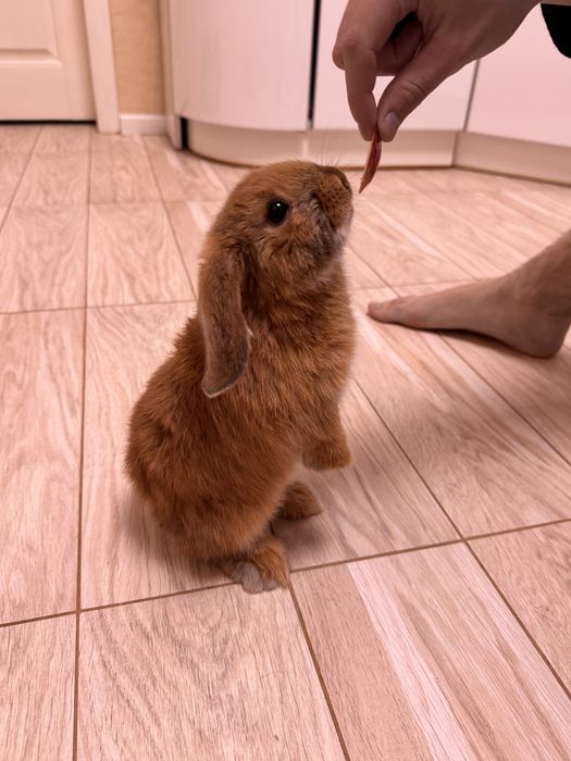 Продамо кролика *Висло Вухий Британець*