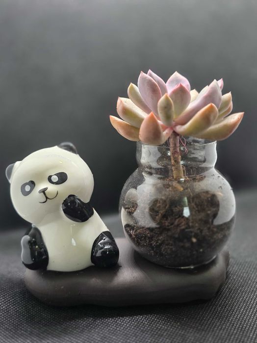 Vasos de Animais com Suculentas