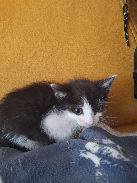 Dou gatinho macho
