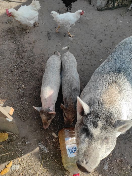 Вьетнамцы, вьетнамские поросята