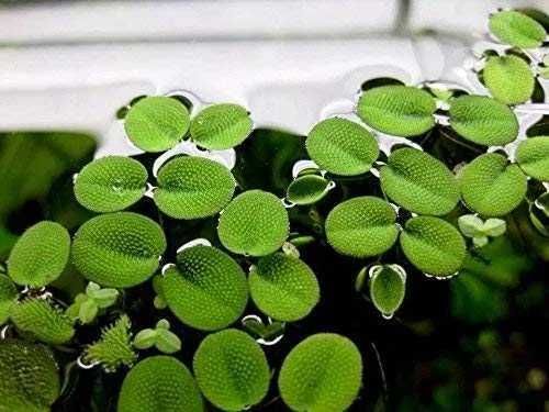 Salvinia natans - Plantas para aquário