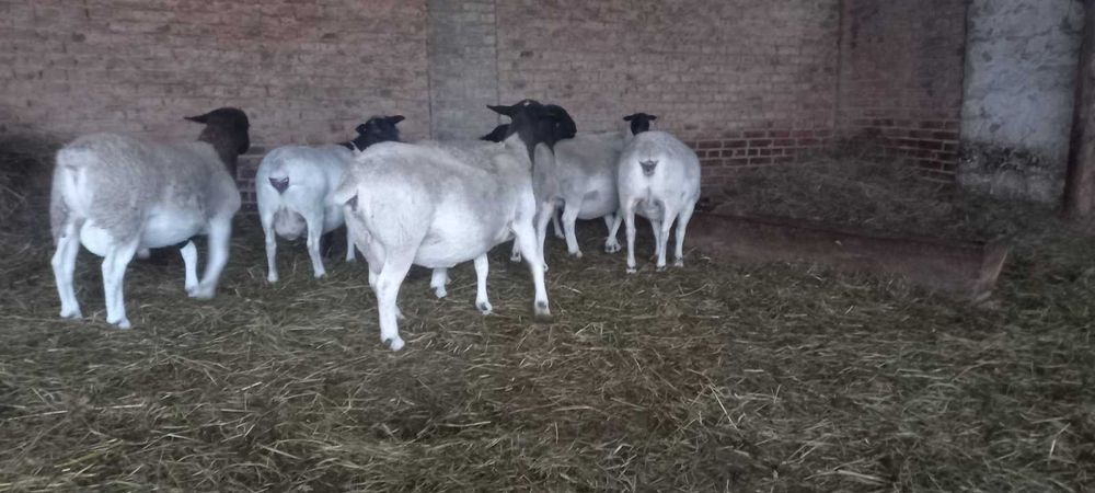 Продам вівці ДОРПЕР
