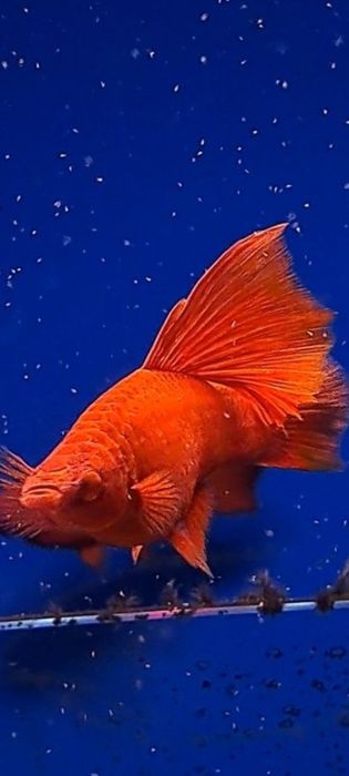 Mieczyki delta albino czerwone 30 szt czysta linia