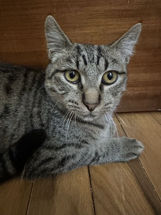 2 Gatinhos de 5 meses para adoção responsável
